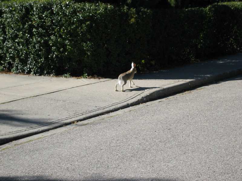 Wabbit
